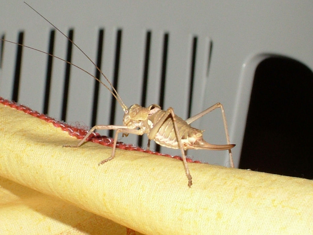 Visita mattutina: Acrometopa italica